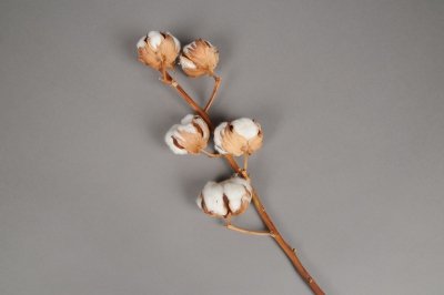 Branche de fleurs de coton séchées H55cm