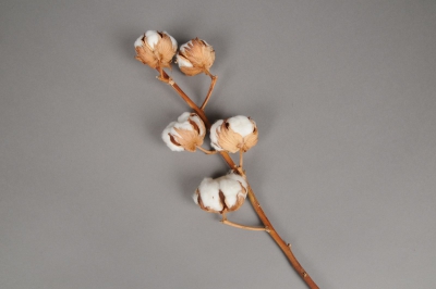 8201fs Cotton blossom branch dried H55cm