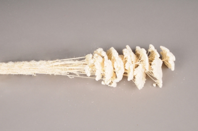 a001ab Achillea filipendulina s�ch� blanc H70cm