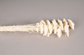 a001ab White dried achillea filipendulina H70cm
