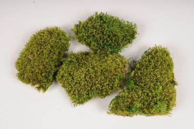 a003cd Mousse pr�serv�e verte 