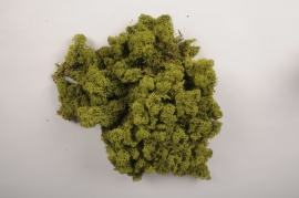 a006cd Dark green preserved lichen 5kg