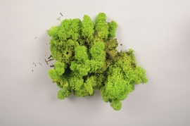 a007cd Lichen stabilisé naturel vert clair 5kg