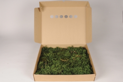 a008cd Mousse fern pr�serv�e verte 