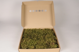 a009cd Light green preserved star moss 