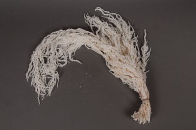 a031ab Amaranthe Caudatus blanchie L60cm