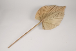 a056wg Natural dried palm spear H90cm