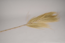 a094wg Cream dried grass palm H150cm