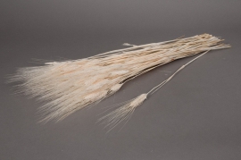 a099ab White bearded Wheat