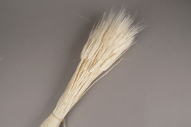 a099ab White dried bearded wheat H70cm