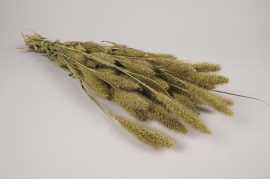 a099wg Natural dried foxtail H60cm