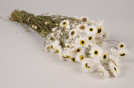 a108wg White natural dried strawflower H50cm