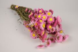 a109wg Pink natural dried strawflower H50cm
