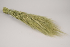 a110wg Natural dried barley H70cm