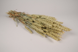 a112wg Natural dried wheat H68cm