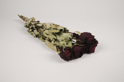 a118wg Roses s�ch�es bordeaux H46cm