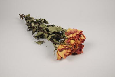a119wg Roses s�ch�es orange H48cm