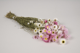 a125wg Pink and white natural dried strawflower H52cm