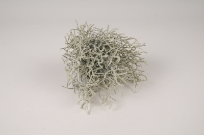 a563nn Grey artificial santolina H24cm