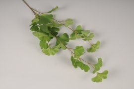 a567nn Ginkgo artificiel vert H86cm