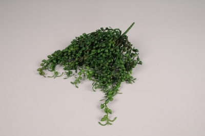 a572nn Senecio artificiel vert L29cm