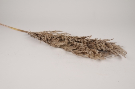 a596nn Brown artificial pampas grass H112cm