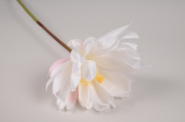 a628nn White artificial lotus blossom H80cm
