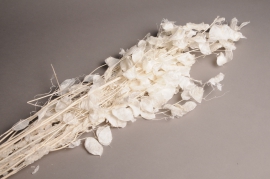 a661mi Lunaria dried whitened