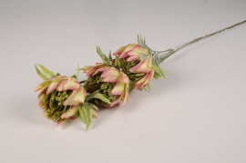 a695nn Green and pink artificial protea H70cm