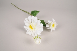 a849nn White artificial zinnia H59cm