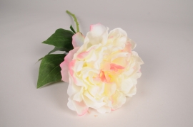 a852nn Pivoine artificielle crème H57cm