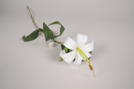 a855nn White artificial lily H70cm