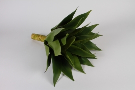 a933nn Green artificial agave H50cm