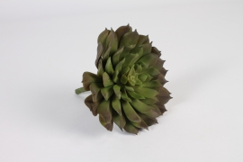 a952nn Succulente aéonium artificielle verte H15cm