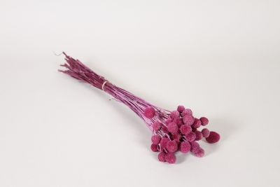 AB-000237 Crasp�dia pr�serv� framboise H62cm
