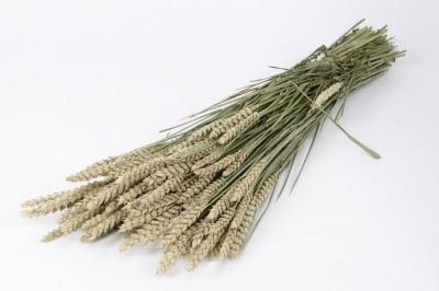 AB-000261 Natural dried wheat H80cm