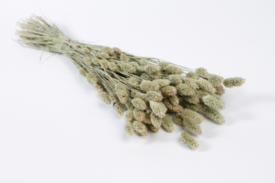 AB-000273 Phalaris s�ch� naturel H70cm