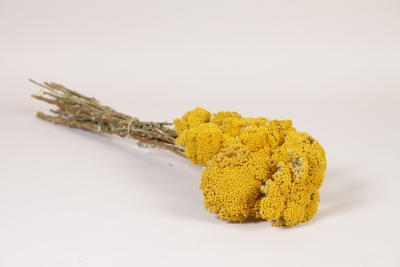AB-000274 Natural dried yarrow 70cm