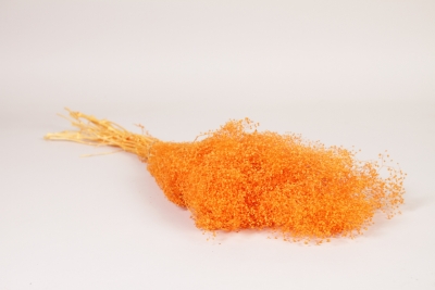 AB-000277 Gypsophile pr�serv� orange H50cm