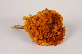 AB-000278 Hortensia pr&eacute;serv&eacute; orange H36cm