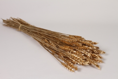 AB-000279 Dried gold wheat H65cm