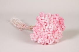 AB-000280 Immortelle du var séchée rose clair H30cm