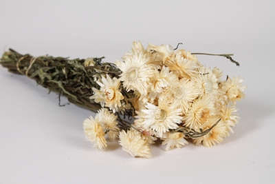 AB-000281 Immortelle s�ch�e naturelle cr�me H50cm