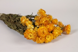AB-000282 Yellow natural dried helichrysum H50cm