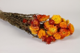 AB-000283 Immortelle séchée naturelle orange H50cm