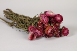 AB-000284 Immortelle séchée naturelle rose fushia H50cm