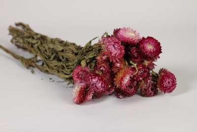 AB-000284 Pink natural dried helichrysum H50cm