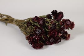 AB-000285 Dark red natural dried helichrysum H50cm