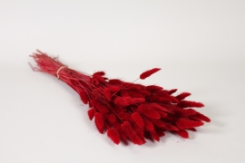 AB-000287 Lagurus s&eacute;ch&eacute; rouge fonc&eacute; H60cm