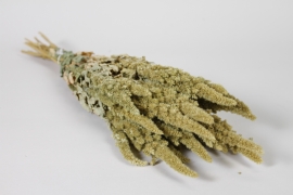 AB-000289 Natural dried amaranthus H60cm